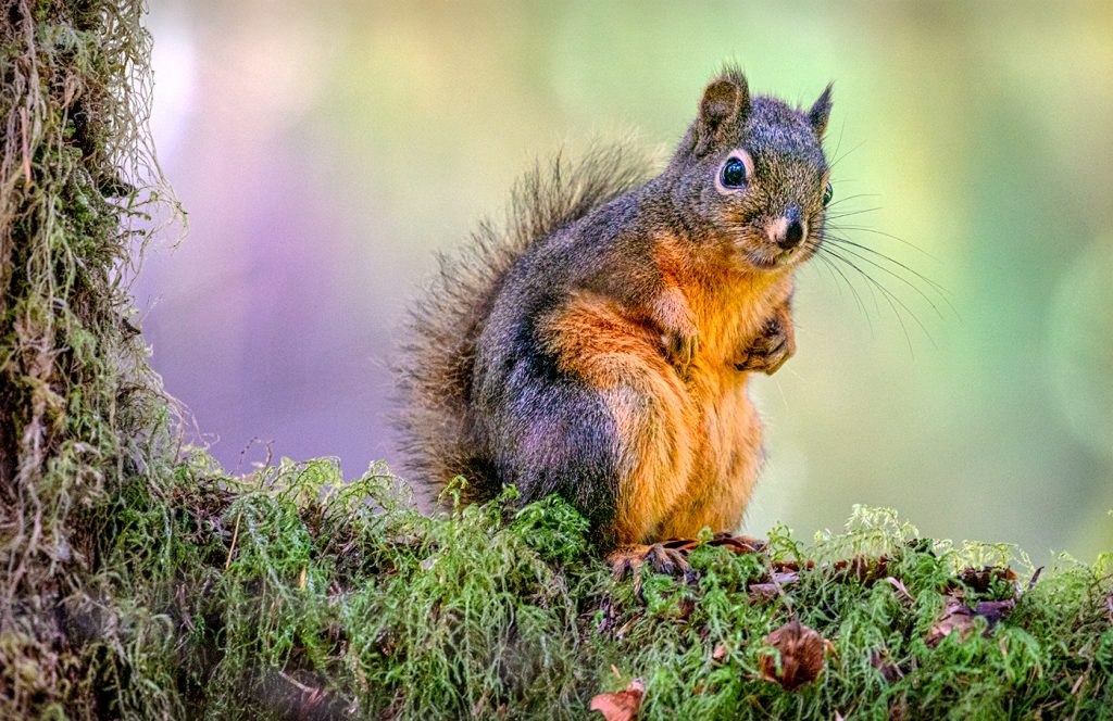 Douglas Squirrel - Howard Hunt